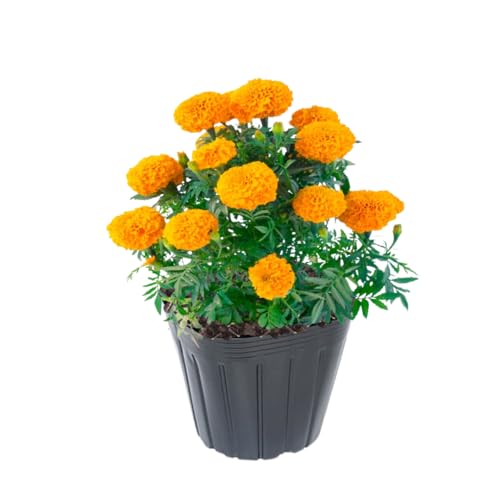 4 Orange Marigold Live Plants, Marigold Plants Live Potted, Marigold Flowers Live Plants, Between 4 and 8 Inches Long, 4 Small Plants Live