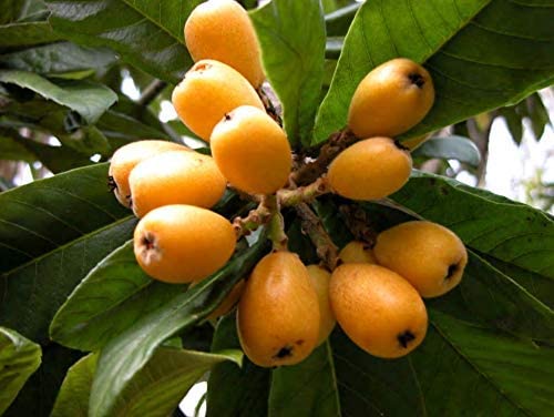 See full amazon price history chart for Healthy Vibe Live Loquat/Lokat/Laukat Fruit Plant Healthy Vibe Live Loquat/Lokat/Laukat Fruit Plant (B0BPLWYC3G) Amazon Price History, Amazon Price Tracker