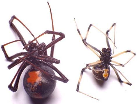 Black Widow Spider (Latrodectus mactans, Theridiidae), Adult Pair in a Non-Hazardous Aqueous Preservative