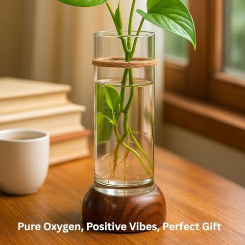 Mintoli Wooden & Glass Hydro Planter 20cm BloomHaus HydroTube Cylinder - Image 4