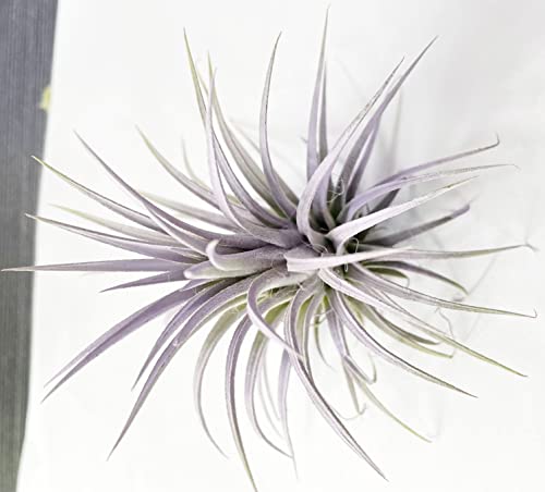 Air Plants Ionantha - Colors And Shape Varies Due To Seasonality-Live Tillandsia Succulent House Plants - Home And Garden Decor-Easy Care Plants (Purple) #TOP3
