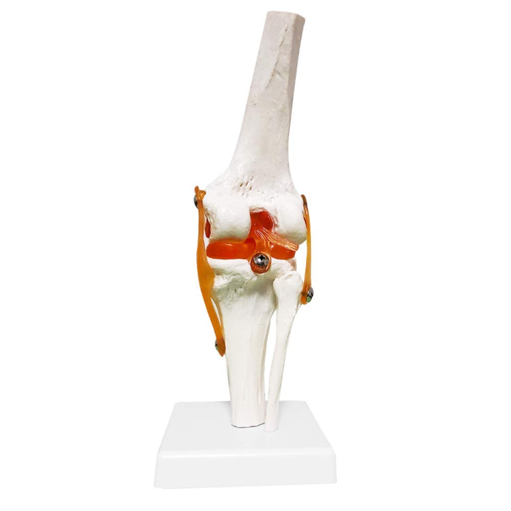 Human Anatomical Knee Joint Flexible Skeleton Model Medical Learning Aid Anatomy