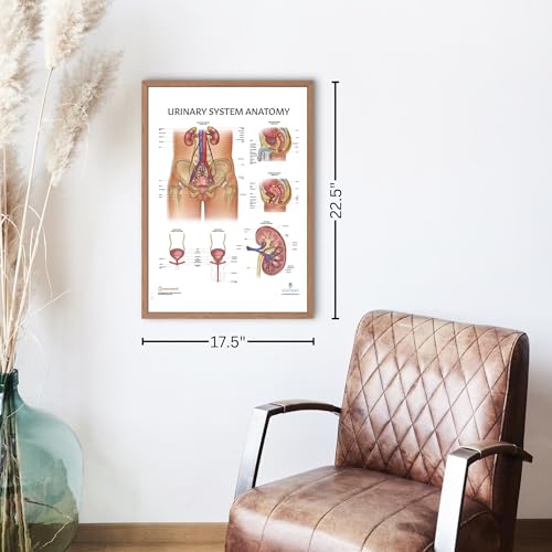 Image of Anatomy Lab Human Urinary System Anatomy Poster, LAMINATED, Anatomy and Physiology, 17.3 x 22.5 Inches, Body System Diagram, Anatomical Chart for Education Learning and Students