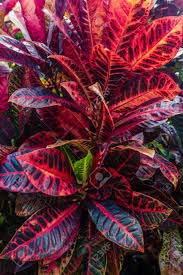 Rameshvar Enterprises | Croton Plant, Codiaeum variegatum (क्रोटओन)- Plant (B08CSLDWHT) Amazon Price History, Amazon Price Tracker