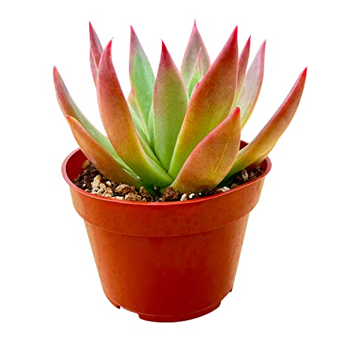 Sprout N Green Echeveria Agavoides 'Morgain', Live Cactus Plant Fully Rooted in 4" Pots with Soil Mix, Houseplant for Indoor Outdoor Home Office Décor