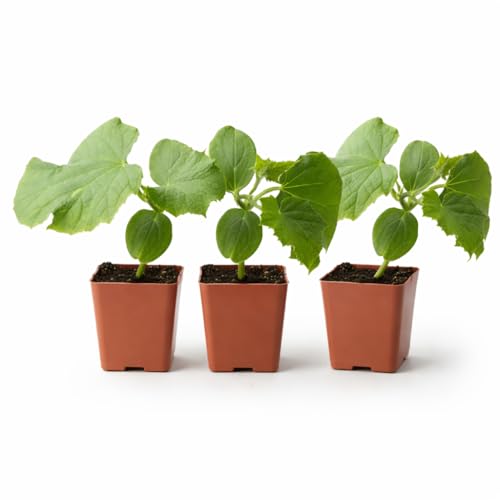 Planteriums Organic Live Marketmore Cucumber Plants | 3 Pack | 5 - 10 Tall