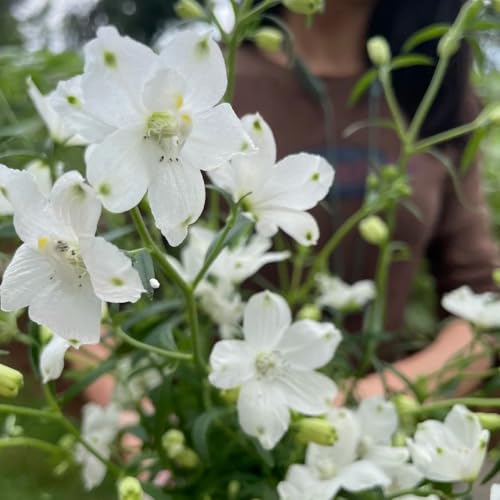 semillas de delphinium, cobertura del suelo Consolida ajacis, raras semillas Decoración jardín para exteriores invernaderos balcón pradera mariposas 500pcs