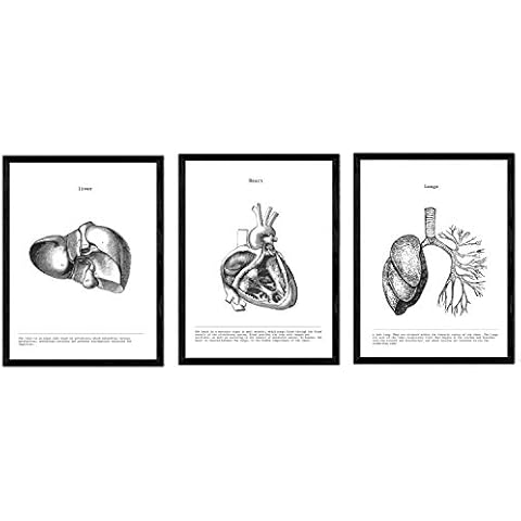 nacnic Prints Human Body Anatomy - Set of 1 - Unframed 8x11 inch Size - 250g Paper - Beautiful Poster Painting for Home Office Living Room Cover