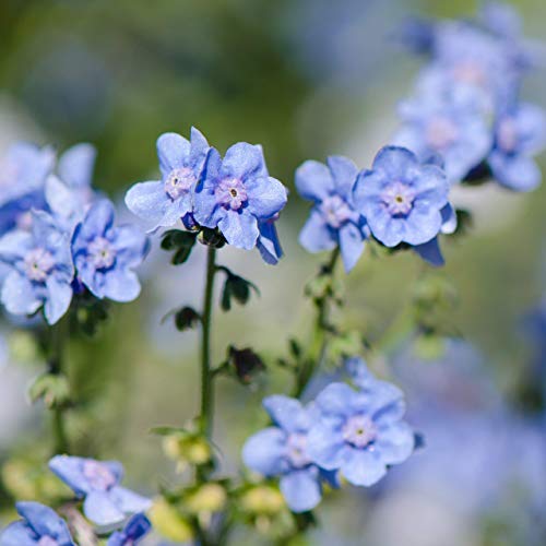 Outsidepride Chinese Forget Me Not Wild Flowers For Full Sun Or Partial Shade - 1/4 Lb #TOP2