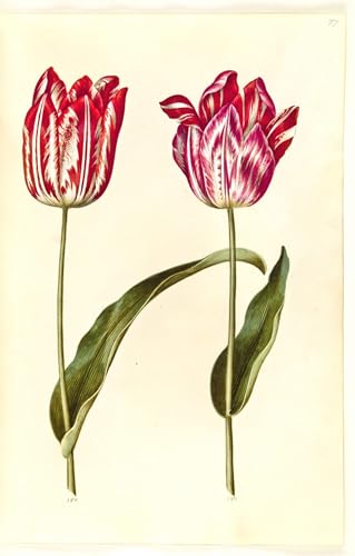 Tulipa Gesneriana tableaux sur toile grand format deco murale salon moderne 60x90