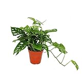 Monstera adansonii "Monkey Leaf", window leaf, 15cm pot