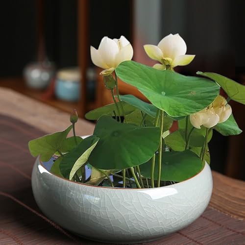 Lotus Pot Pflanzgefäß, Lotus Bonsai Schale, Glasierte Keramik Indoor Pflanzschale Lotus Topf für Bonsai, Keramik Blumenschale, Sukkulenten, Flache Hydrokultur Dekorative Orientalische Blumenschale