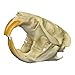 Real Muskrat Skull - Perfect