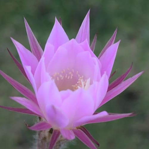 Desert Wildflower (BBW Type) Soapmaking and Candlemaking Scent for Candles, Lotion, Home Scents, Bath Bombs, Body Oils, Liquid Soap, Moisturizer, Shampoo, Diffusers, Soap Making