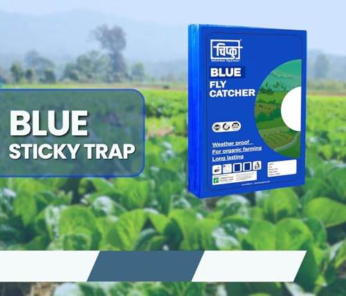 Piège à insectes pour aleurodes et thrips 100% glu - 3