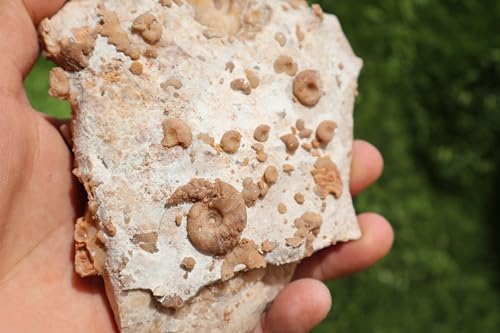 Image of Ammonites & Gastropods Plate Cretaceous Fossils Fossils from Morocco Fossil Rock ammonites Fossil from Morocco A199