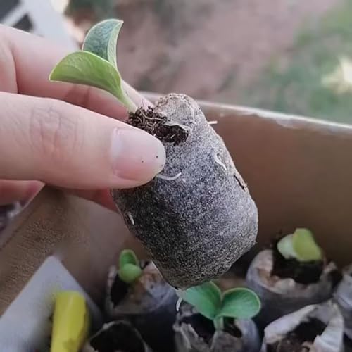 VOLINESSTI Peat Pellets 35mm 60 PCS, Seed Starter Peat, Compressed Seed Starting Pellets, Nutrient Block Potting Soil for Garden Planting, Flowers, Vegetables, Herbs - 2