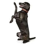 Hunter 42787 Halsband für Hunde Canadian Elk 55 nickel_Elchleder cognac/Elchleder schwarz, 42-48 cm