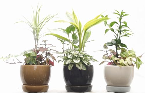 ミニ観葉植物3種寄せ植え陶器皿付き3色セット