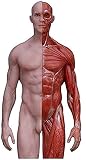 Modelo de enseñanza de 11,8 Pulgadas/Figura de 30 cm de anatomía Humana - Modelo de Silueta de anatomía Masculina - Modelo de Hueso de músculo anatómico Humano