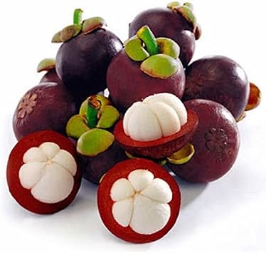 40pcs Mangosteen Fruit Seeds