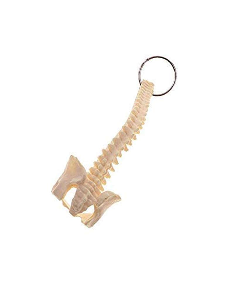 Gwill Human Spine Skeleton Model Key Ring School Learning Tools Lab Supplies School Teaching Aid