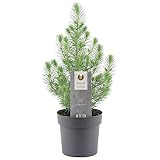 Echte Weihnachtskiefer Xmas Kiefer Weihnachtsbaum Zwergpflanze getopft