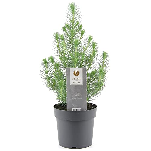 Echte Weihnachtskiefer Xmas Kiefer Weihnachtsbaum Zwergpflanze getopft