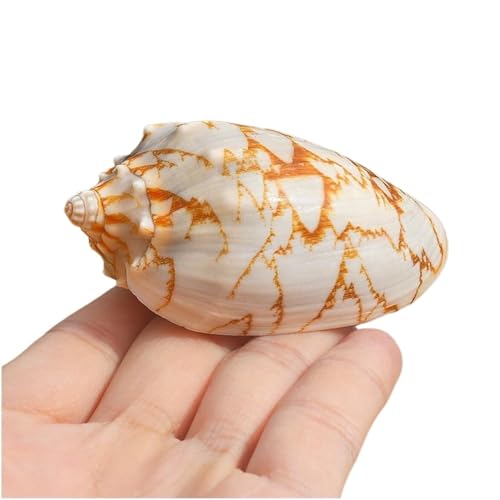 Conchas marinas naturales grandes para peceras y proyectos de manualidades DIY