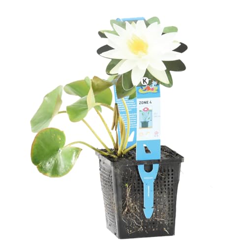 Bloomique - Nymphaea Marliacea Albida - Nénuphar - Blanc - Plantes de bassin - Plantes aquatiques - Rustique - Hauteur 10-20 cm - Pot 11 cm