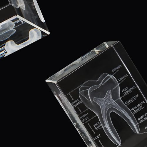Image of 3D Human Crystal Tooth Model SingleTooth Analysis ModelMedical Dental Education Tool for Educational Science Office Decor Dentists Gifts