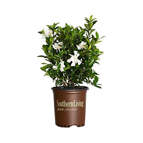 Southern Living Plant Collection Jubilation Gardenia, 2.5 Quart, White Fragrant Blooms and Glossy Green Foliage Cover