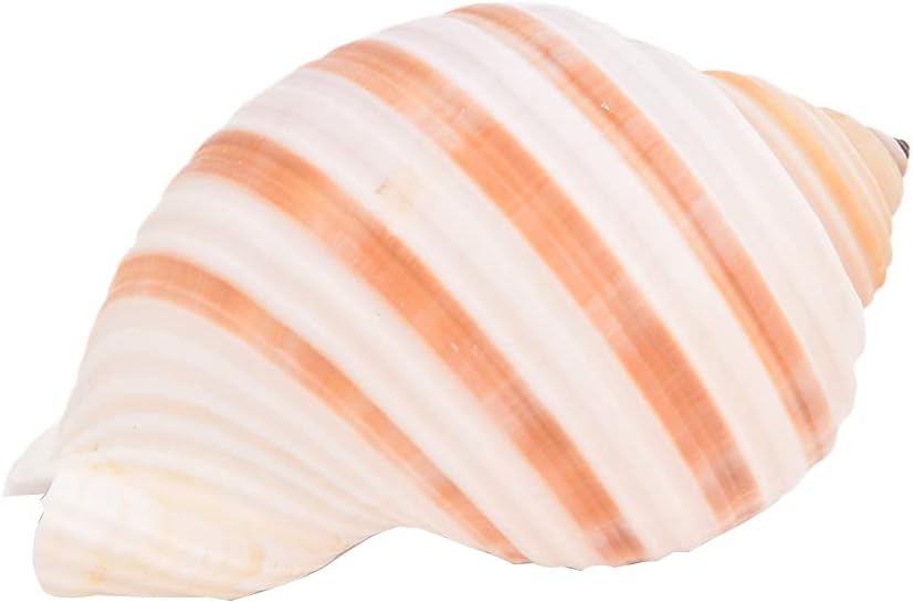 Large Natural Conch Sea Shell Ocean Beach Large Seashells Shell Crafts Creative Gift for Home fish ornaments Coastal Beach Decor Decoration Storage Bowls Home Office Nautical Themed Party
