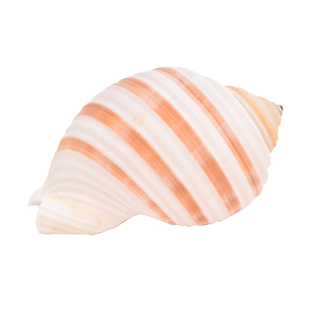 LotCow Large Natural Conch Sea Shell, Natural Hermit Crab Shells Shell Crafts Creative Gift for Home Decorations DIY Crafts Fish Tank Air Plant