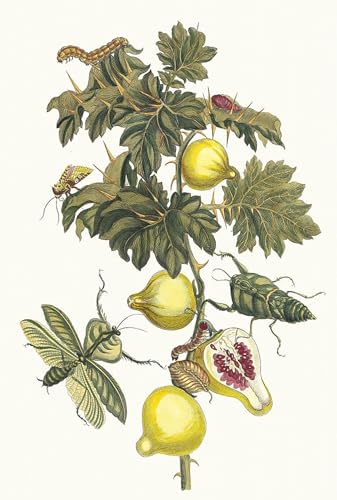Fruit de Sodome de Maria Sibylla Merian Toile d'Art Premium Déco Chambre 60x90