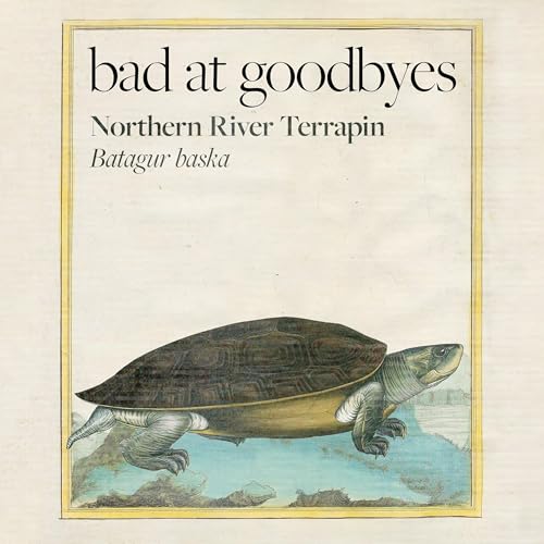 Northern River Terrapin