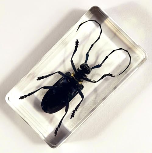 Image of 2.9 inch Real Citrus Long-Horned Beetle in Crystal Clear Lucite Resin Paperweight Specimen Preserved Anoplophora Chinensis Insect Taxidermy Collection for Biology Science Education Display Supplies