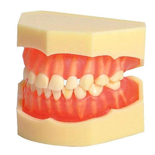 Standard Child Primary Teeth Model Teeth Removable Soft Gums