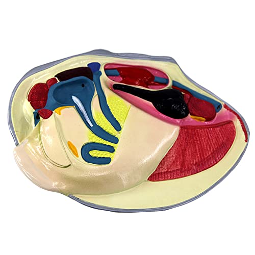 NIVOK Modelo anatómico de mejillón de río Características fisiológicas del molusco, Material de PVC Demostración de biología de Escuela Secundaria de enseñanza de investigación médica Cover