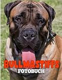  Bullmastiffs Fotobuch: Sammlung von süßen Hunden mit 40 hochwertigen und einzigartigen Fotos im Inneren  Geschenke für Kinder und Erwachsene, um mehr über Tiere zu erfahren und zu entspannen.
