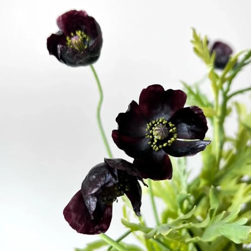 Semillas de amapola de maíz, cortadas para lugares soleados silvestres perenne 100pcs