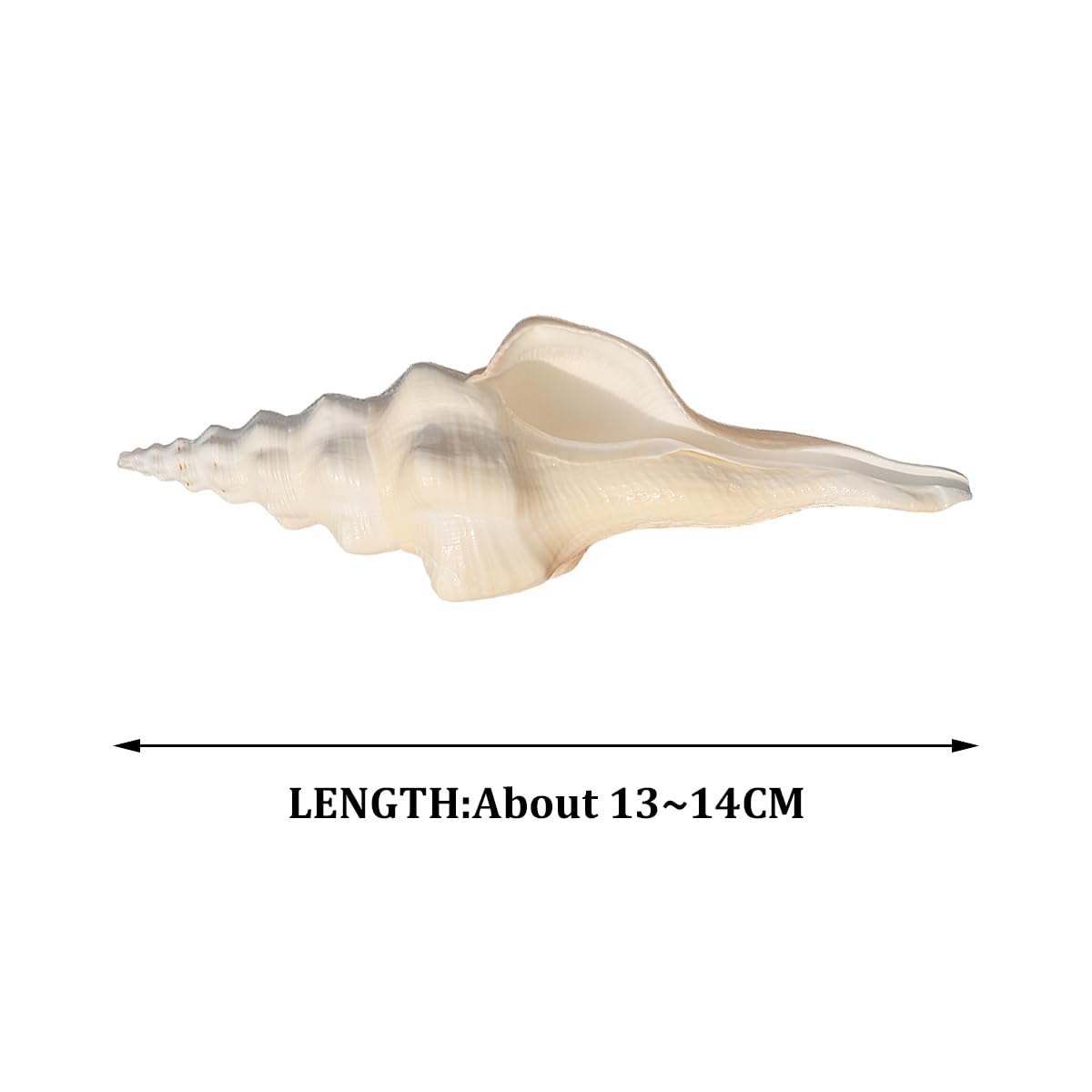Muszle 2 szt. Duże muszle 13-14 cm Ocean Seashell do domu weselnego