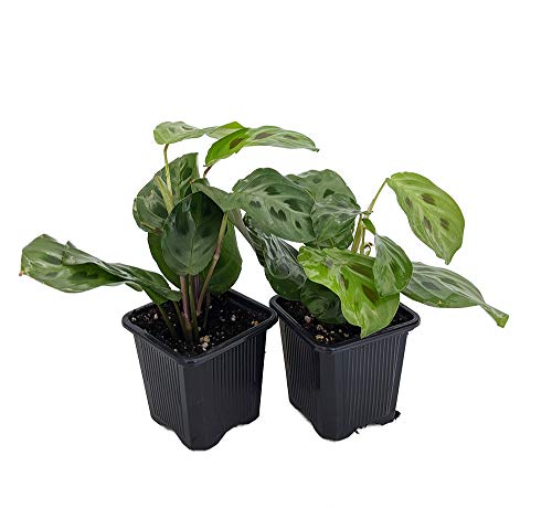 Hirt's Green Prayer Plant - Maranta - 2 Pack 3"