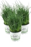 3x Schnittlauch Pflanze, Marktfrische Pflanze, Allium schoenoprasum im Dreierpack 3 Pflanzen
