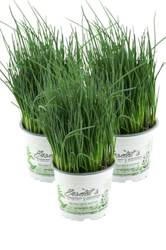 3x Schnittlauch Pflanze, Marktfrische Pflanze, Allium schoenoprasum im Dreierpack 3 Pflanzen