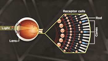 DVD Brain Myths Exploded: Lessons from Neuroscience Book