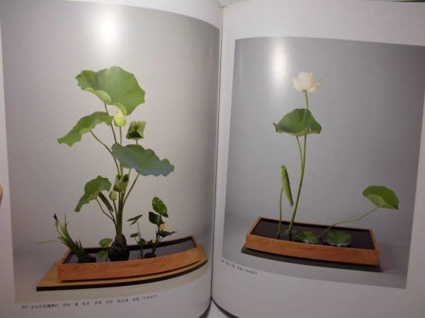 【中古】 未生流 瓶花・盛花　春／夏/主婦の友社/肥原俊樹 楽天市場】未生流 本の通販