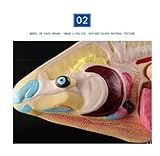 Zoom IMG-2 modello anatomico di dissezione pesce Zoom IMG-2 modello anatomico di dissezione pesce