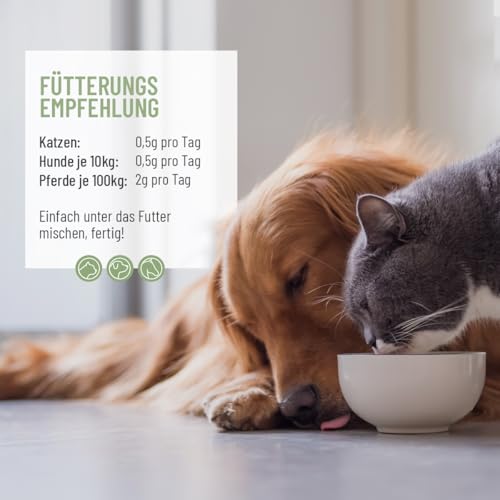 ReaVET Grünlippmuschel Extrakt Pulver 100g für Hunde & Katzen | Grünlippmuschelpulver Hund, Grünlippmuschelextrakt hochdosiert nach behandelter Arthrose Arthritis