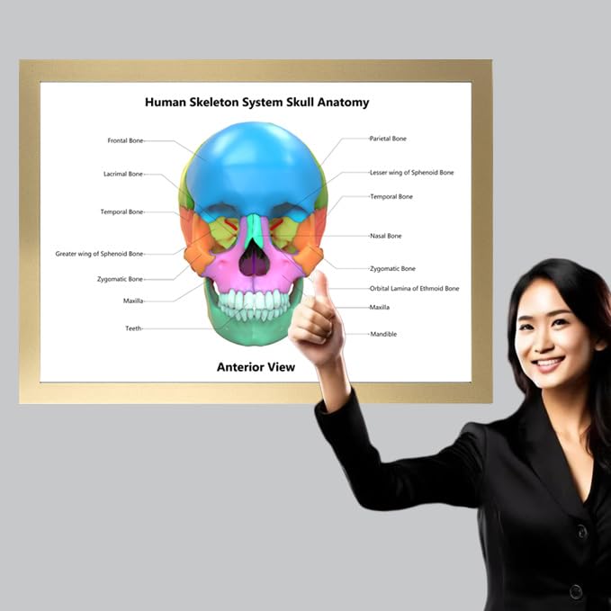 Image of Taanfu Body Educational Learning Posters - Skeleton System, Skull Art, Digestive System, Small Intestine, Villi Anatomy Wall Art